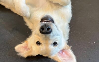 Puppy Play Before Vaccinations