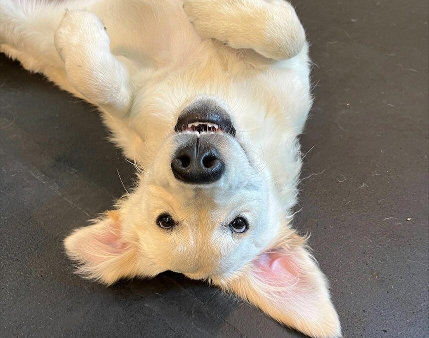 Puppy Play Before Vaccinations